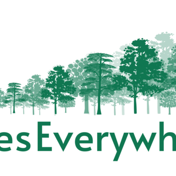 TREES EVERYWHERE