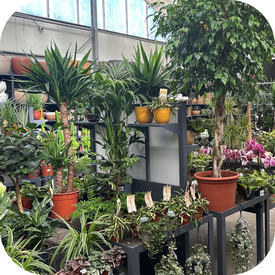 Photo dans une jardinerie