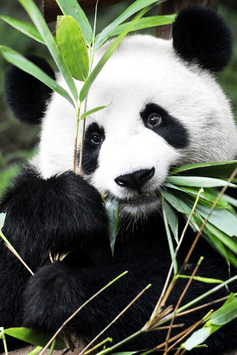 giant-panda-2.jpg