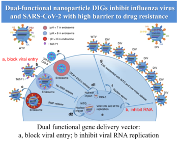 Dual-functional nanoparticle DIGs against influenza virus and coronavirus