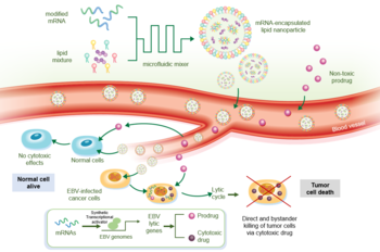 Synthetic mRNA for treating EBV-associated cancers