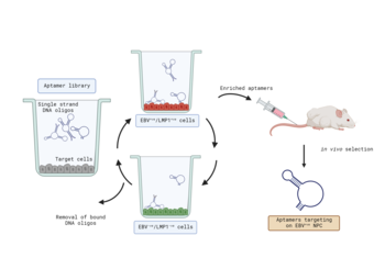 Aptamers as drug-vehicles and imaging-probes for EBV-associated malignancies