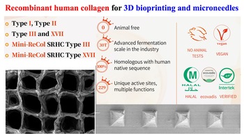 Recombinant human collagen biomaterials