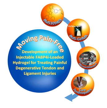 Injectable FABP4i@Hydrogel for treating degenerative tendon/ligament injuries