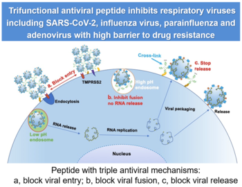 Broad-spectrum antiviral peptide against multiple respiratory viruses