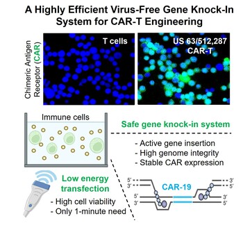 A highly efficient virus-free gene knock-in system for CAR-T engineering