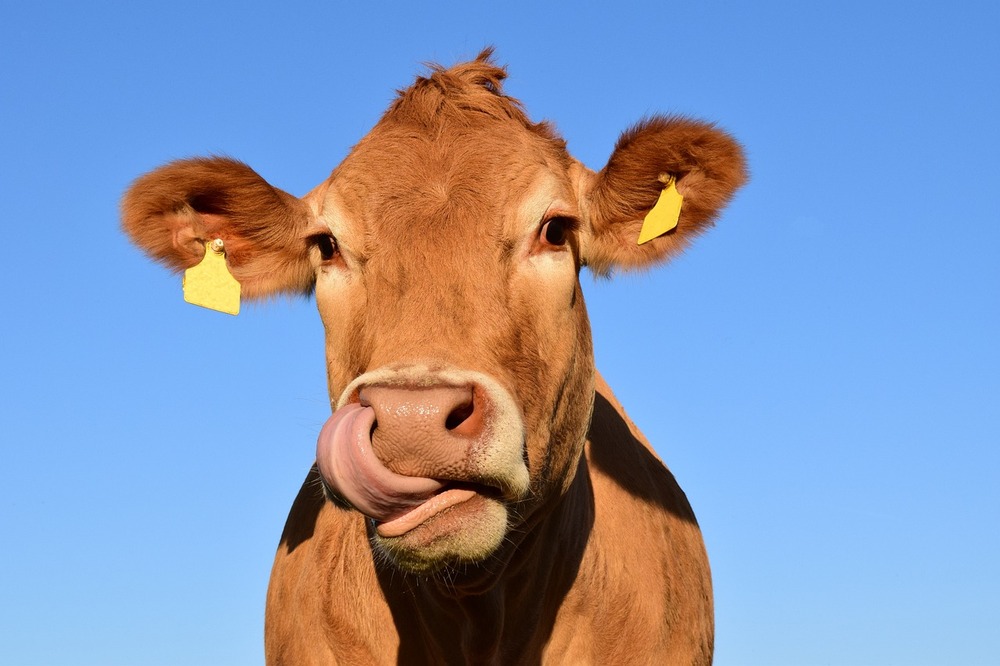 Solutions de distribution d'aliments pour vaches allaitantes