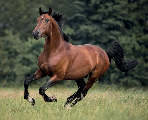 EQUINE RANGE
