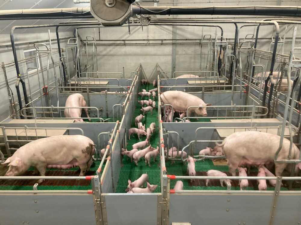 Farrow to Wean ou de la mise bas au sevrage sur le même espace
