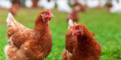 Poules Pondeuses