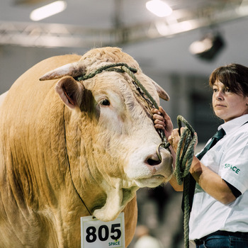 2024-VIDEO-Concours Interrégional Blonde d'Aquitaine