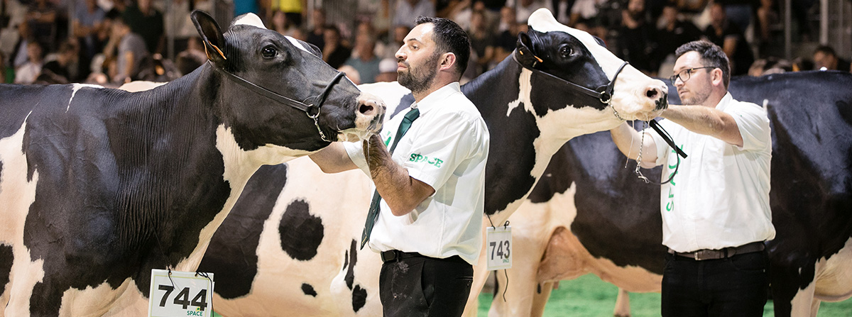 Race Prim'Holstein à l'honneur au SPACE 2024