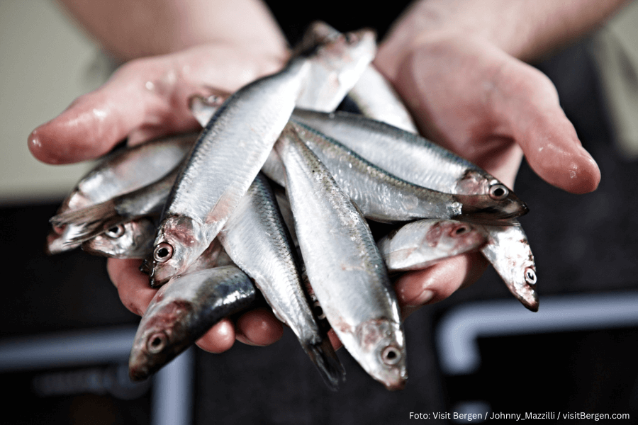 A handfull of fish at the fish market in Bergen, picture by Johnny_Mazzilli