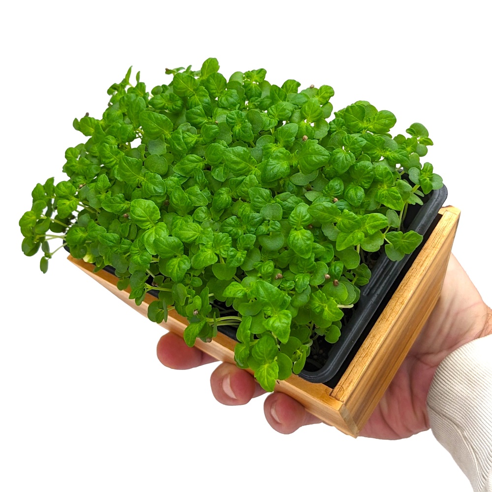 Shiso japonais