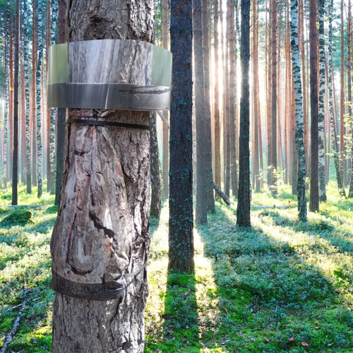 PineProtect Transparent – Le piège à chenilles processionnaires du pin, exclusivité Buzzbusters