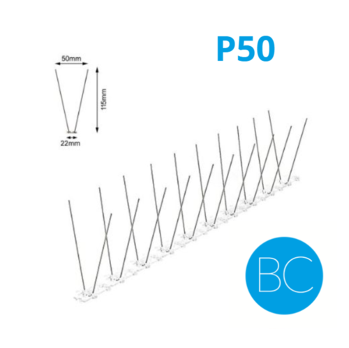 PICS PIGEONS BC CACTUS P50 60M