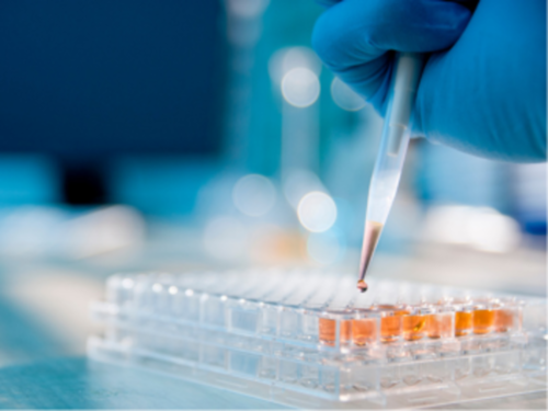 Études in vitro