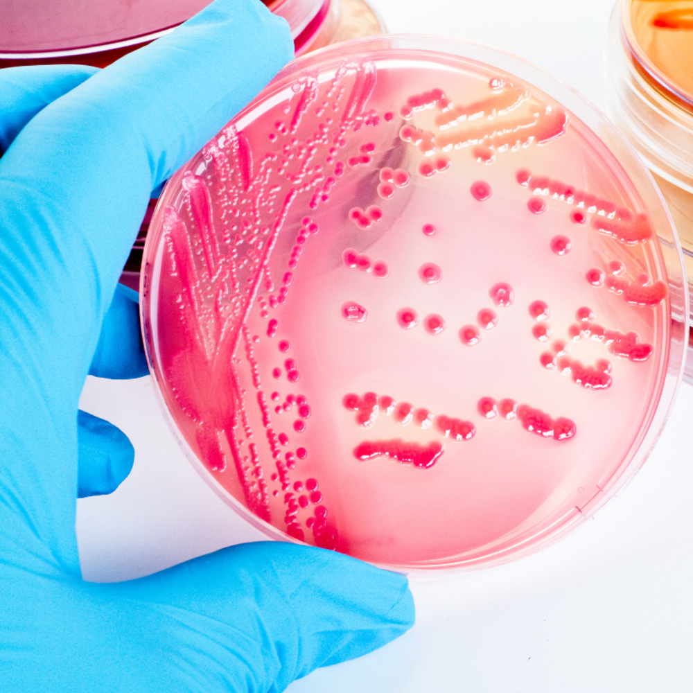 Microbiologie