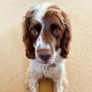 Baxter Spaniel