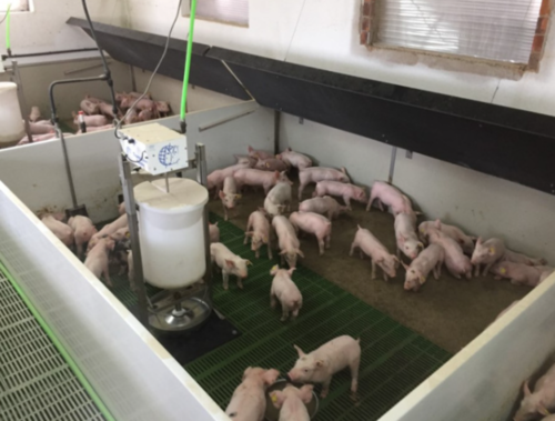 Transition Feeder