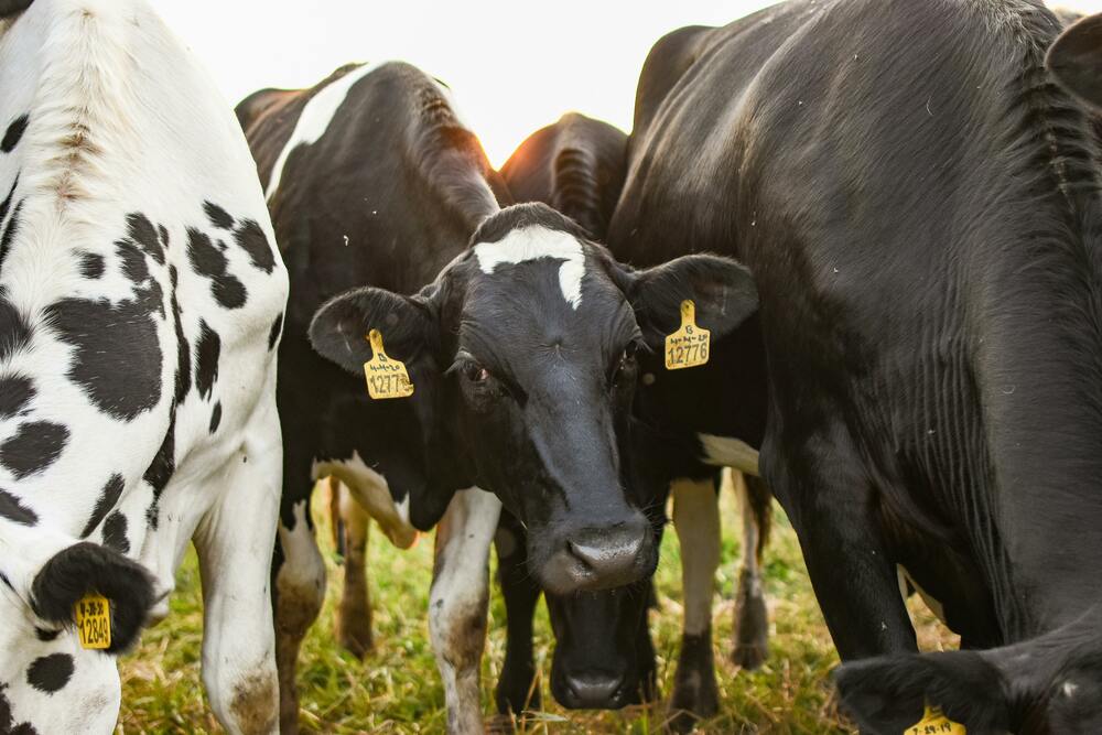 Distribution d'aliments pour vaches laitières