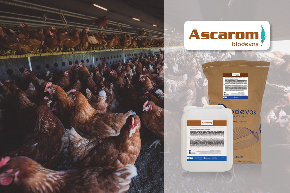 Ascarom