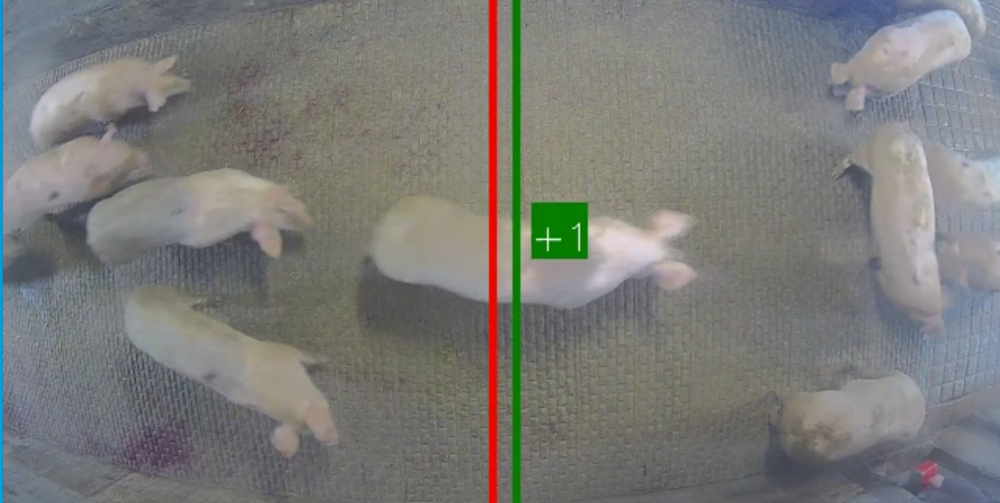AnimalCounter