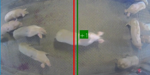 AnimalCounter