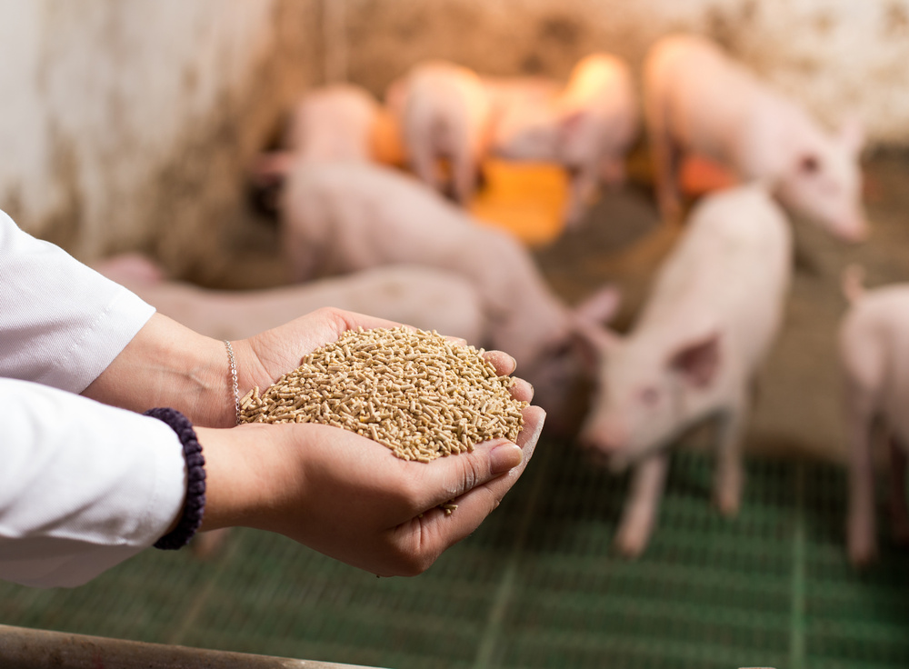 PIGLET OFFERING