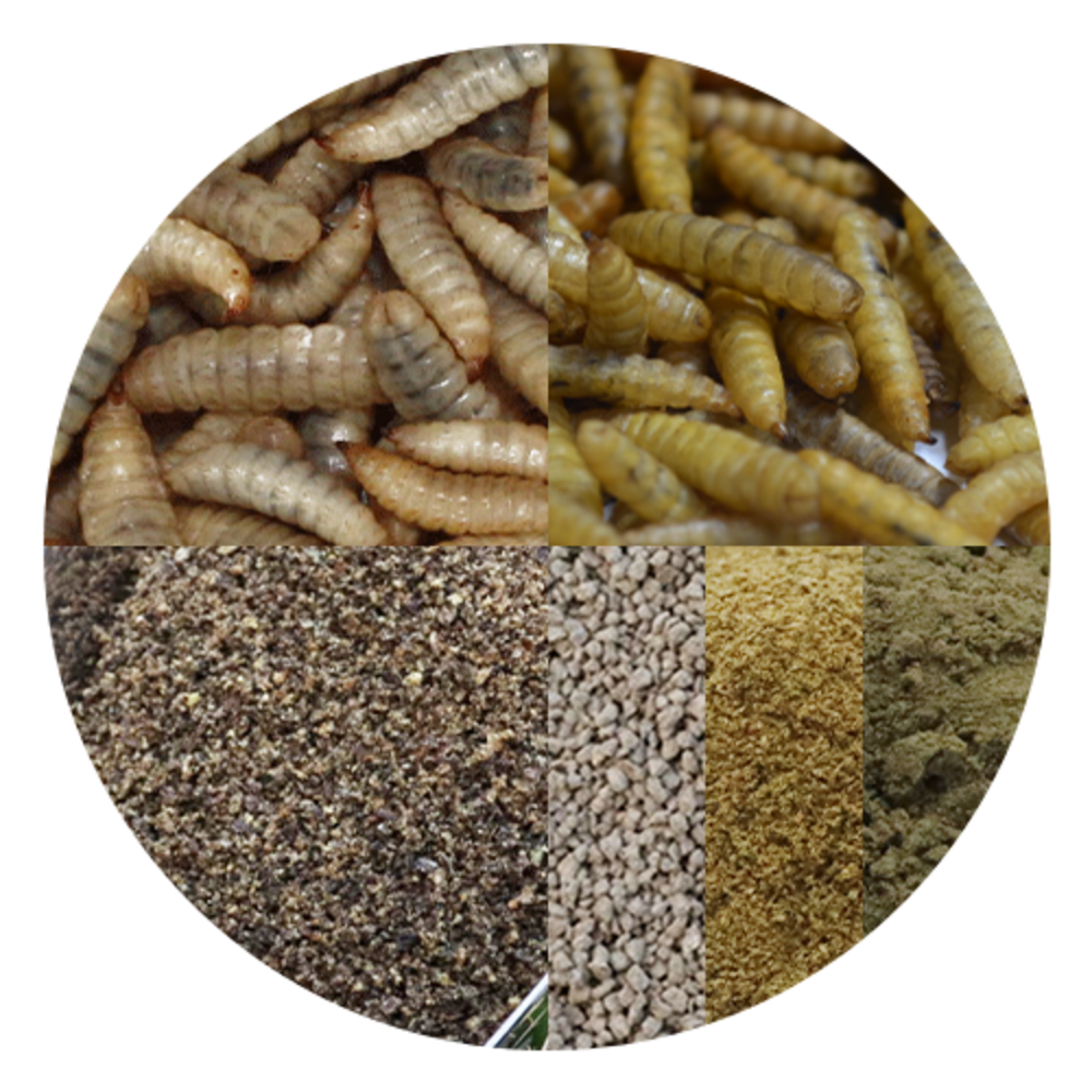 BSF FEED