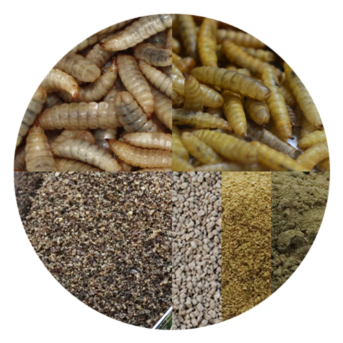 BSF FEED