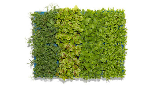 Spring Mix