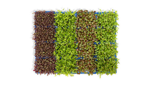 Autumn Mix