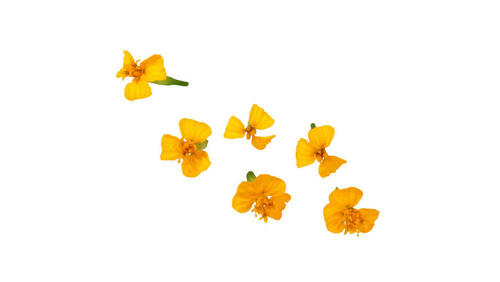 Anise BLossom