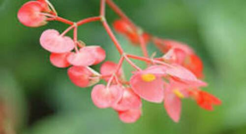 Apple blossom