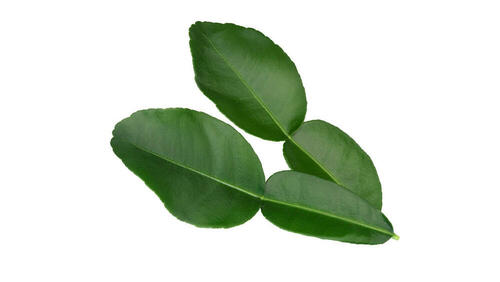 Kaffir Limes Leaves