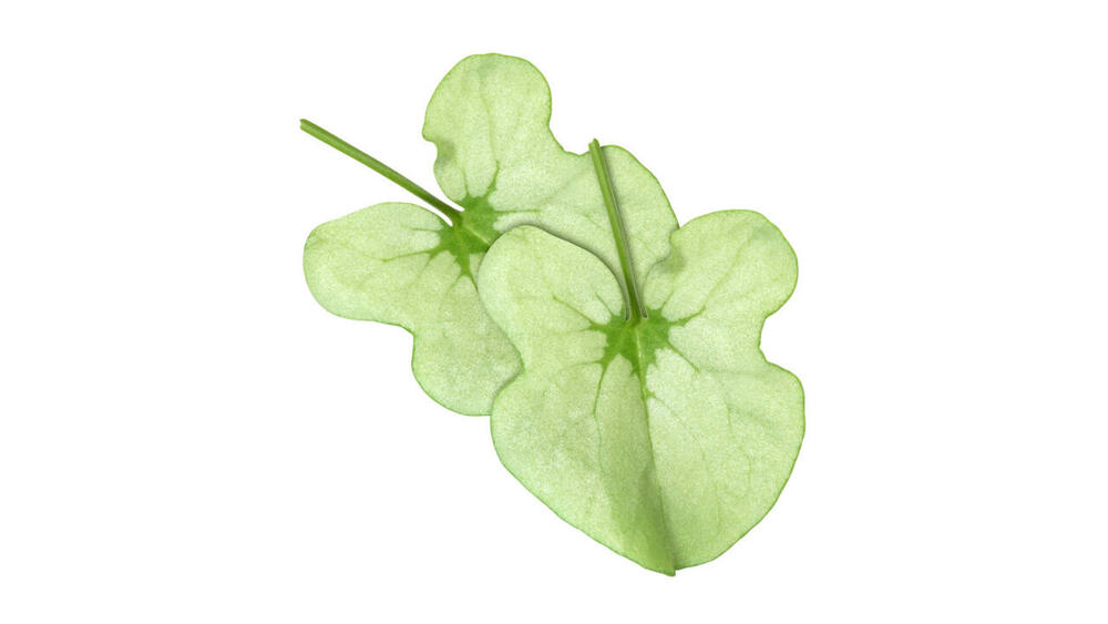 Syrha Leaves