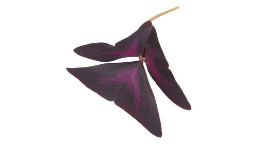 Yka Leaves