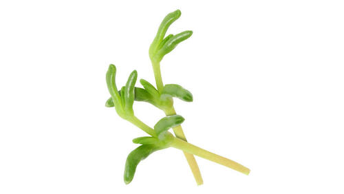Salty Fingers