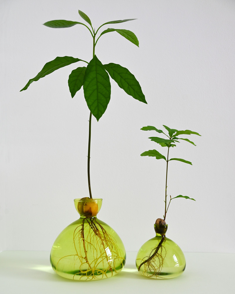 Avocado Vase