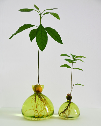 Avocado Vase