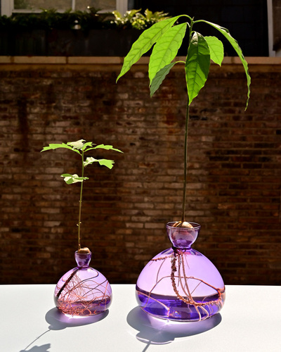 AVOCADO VASE  (Vase Avocat) et ACORN VASE  (Vase Chêne)