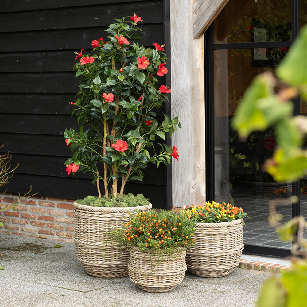 Rattan baskets
