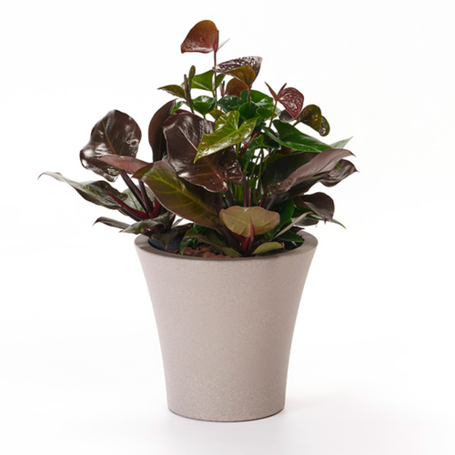 POT OPUS ANTARTIKA