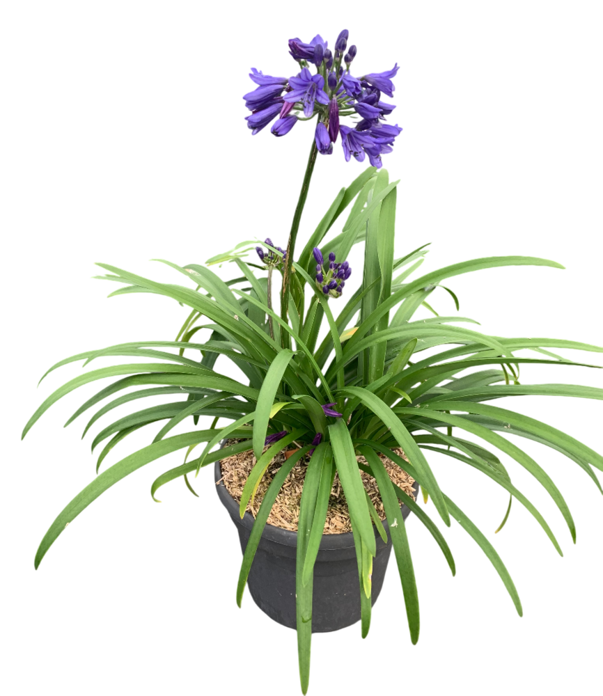 AGAPANTHE Pot 4,5 L