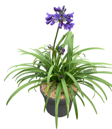 AGAPANTHE Pot 4,5 L