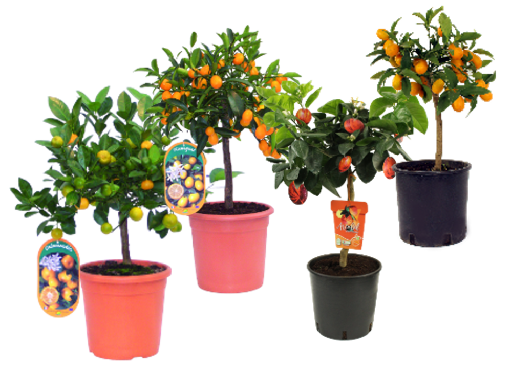 AGRUMES POT 5 L