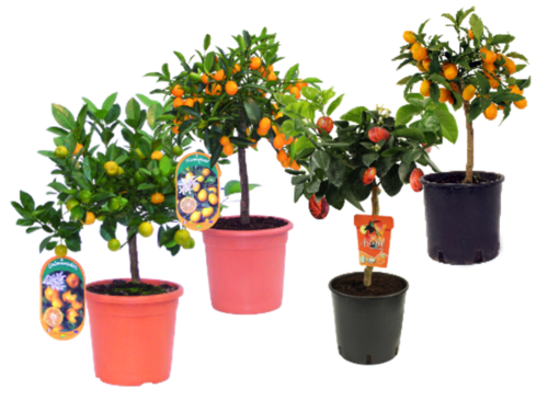 AGRUMES POT 5 L