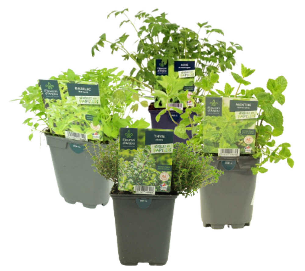 AROMATIQUES Pot 1 L