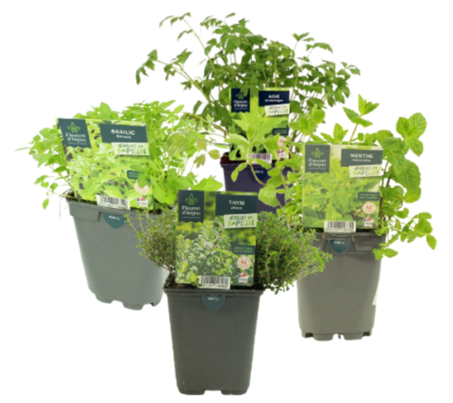 AROMATIQUES Pot 1 L